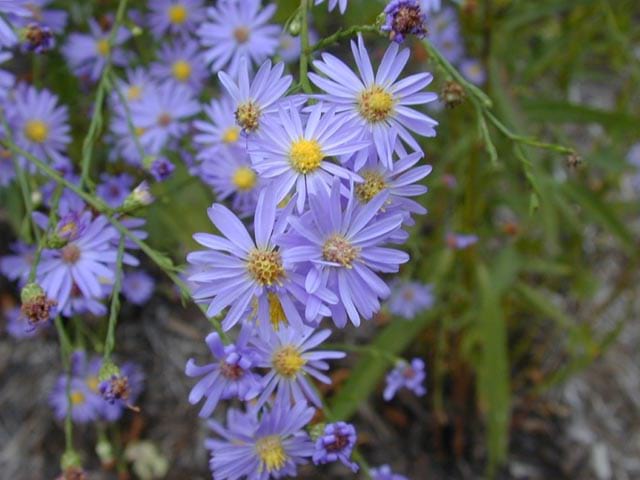 Sky Blue Aster Flower Seeds for Planting – Heirloom, Non-GMO, High Germination Organic Garden Seeds