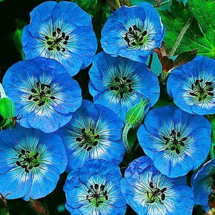 Sky Blue Geranium Pelargonium Flower Seeds for Planting – Heirloom, Non-GMO, High Germination Organic Garden Seeds
