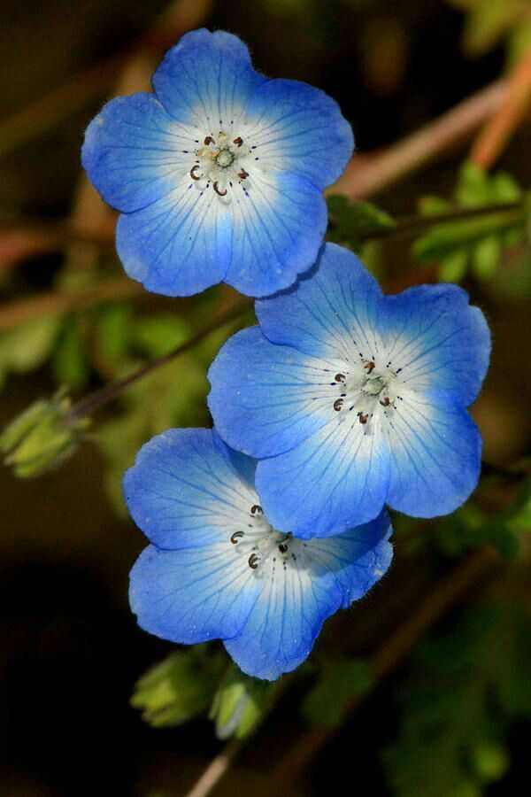 blue geranium seeds Sky Blue Geranium Pelargonium Flower Seeds for Planting – Heirloom, Non-GMO, High Germination Organic Garden Seeds