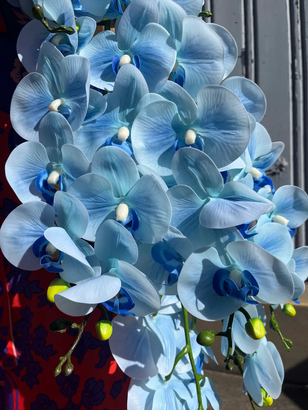 Sky Blue Orchid Flower Seeds for Planting – Heirloom Non-GMO, High Germination Organic Garden Seeds