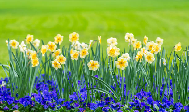 Sky Blue Yellow Daffodil Flower Seeds for Planting – Heirloom, Non-GMO, High Germination Organic Garden Seeds for Spring Blooms