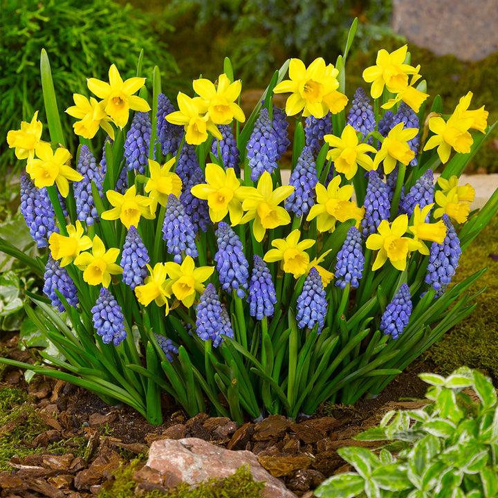 Sky Blue Yellow Daffodil Flower Seeds for Planting – Heirloom, Non-GMO, High Germination Organic Garden Seeds for Spring Blooms