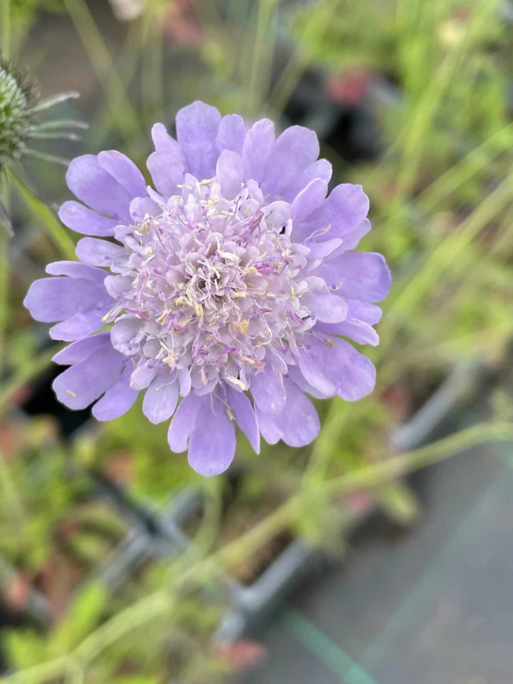 Scabious Flower Seeds for Planting – Heirloom, Non-GMO, Fragrant Blossoms Organic Garden Seeds