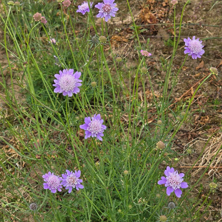 Flower Seeds, Seeds,Seeds For Planting,Plant Seeds