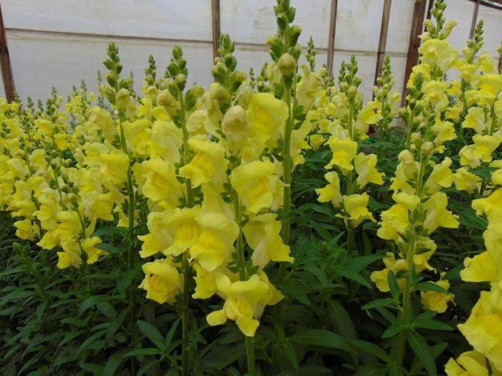 Snapdragon Golden Flower Seeds for Planting | Heirloom Non-GMO Organic Garden Seeds
