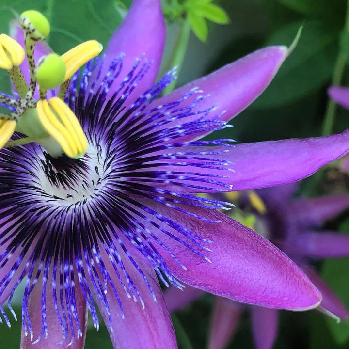 Violet Passiflora Flower Seeds for Planting - Heirloom, Non-GMO, High Germination Organic Garden Seeds
