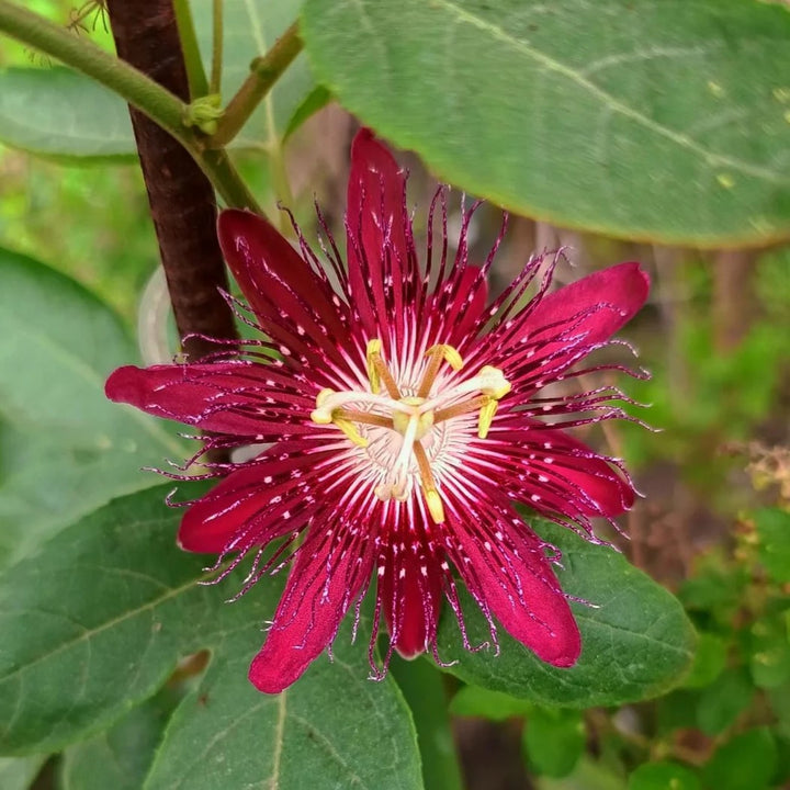 Red Passion Flower Seeds for Planting – Low Maintenance Heirloom Non-GMO Organic Garden Seeds