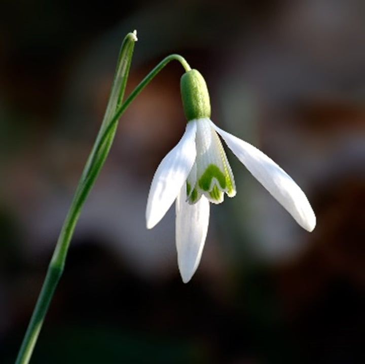 Snowdrop Flower Seeds for Planting – Heirloom, Non-GMO, Compact Growth, High Germination Garden Seeds
