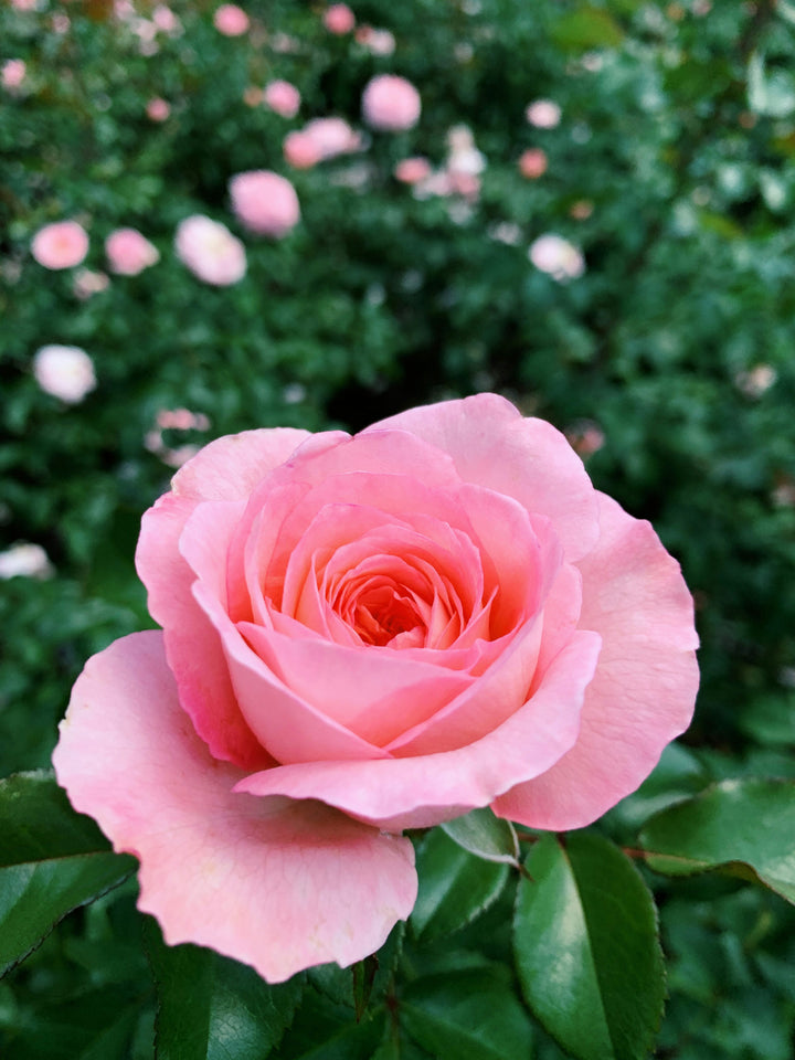 Soft Pink Rose Flower Seeds for Planting – Heirloom, Non-GMO, High Germination Organic Garden Seeds, Pollinator-Friendly