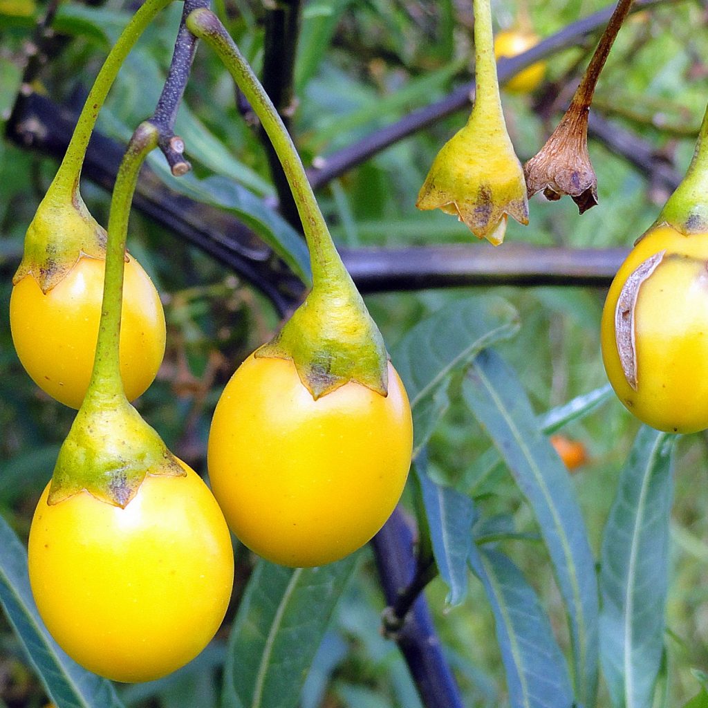 Solanum fruit seeds for planting – Heirloom & Non-GMO flavorful nightshade garden seeds
