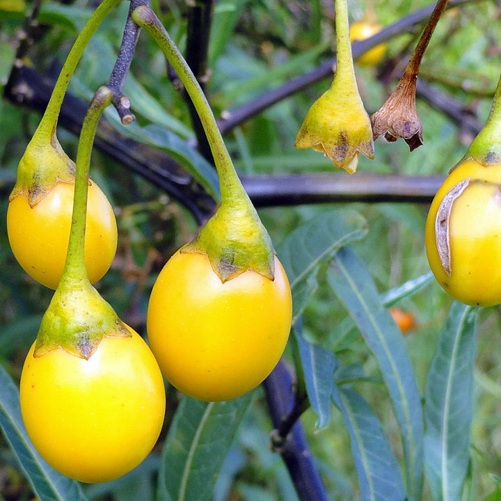 Solanum fruit seeds for planting – Heirloom & Non-GMO flavorful nightshade garden seeds