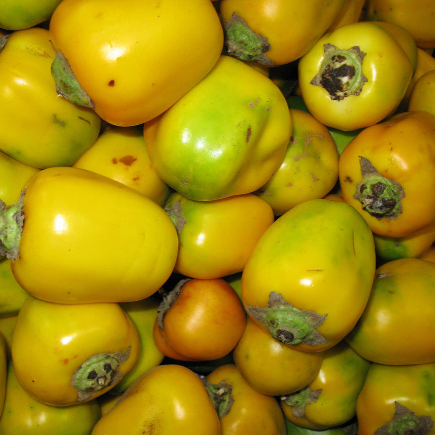 Solanum Sessiliflorum fruit seeds for planting - Heirloom & Non-GMO Garden seeds