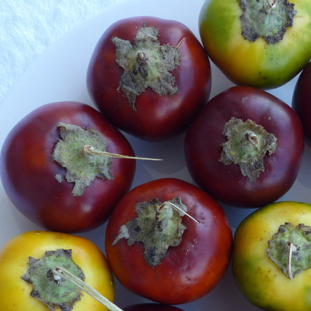 Solanum Sessiliflorum fruit seeds for planting - Heirloom & Non-GMO Garden seeds
