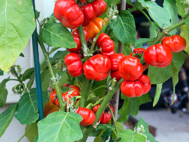 Red Solanum Integrifolium flower seeds for planting - Heirloom & Non-GMO Garden Seeds