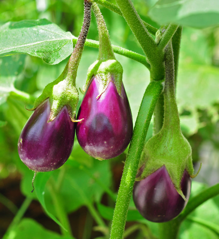 Listada de Gandia Eggplant Seeds – Heirloom, Non-GMO, Striped Tender Vegetable Seeds for Planting