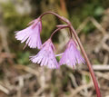 Violet Soldanella Alpina Flower Seeds for Planting – Heirloom, Non-GMO, High Germination Organic Garden Seeds