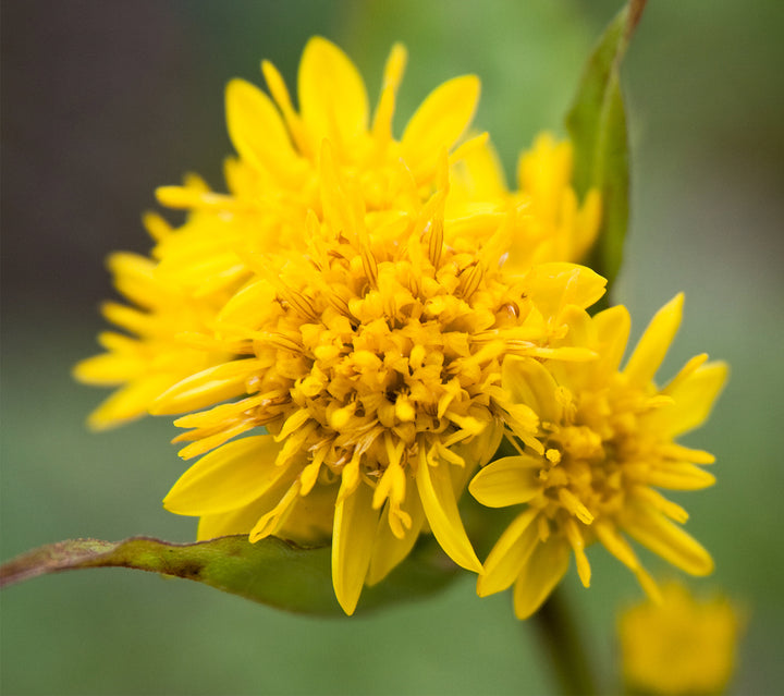 Goldenrod Flower Seeds for Planting – Wildflower Mix, Heirloom Non-GMO, High Germination Organic Garden Seeds