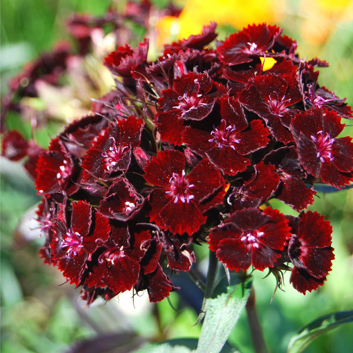 Maroon William Dianthus Flower Seeds for Planting – Heirloom Non-GMO, High Germination Organic Garden Seeds