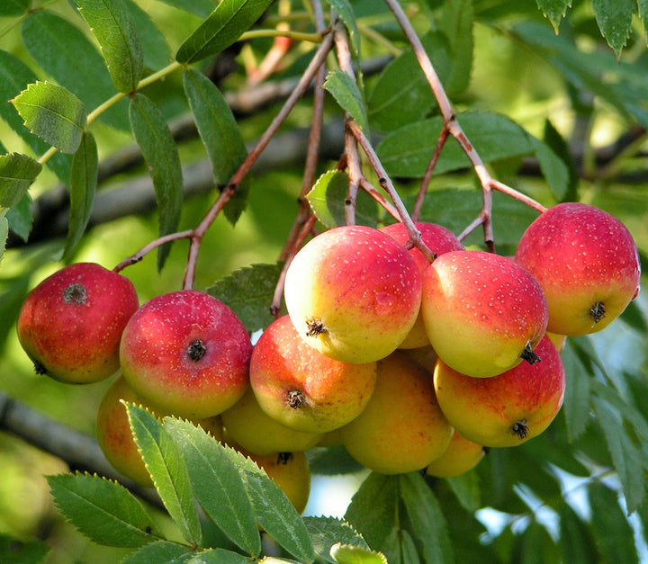 Sorbus fruit seeds for planting - Heirloom & Non-GMO Garden seeds