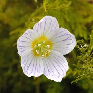 Oxalis Acetosella Flower Seeds for Planting – Heirloom Non-GMO, High Germination Organic Garden Seeds