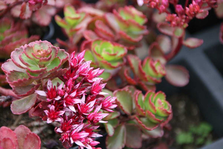 Pink Sedum Spurium Flower Seeds for Planting – Heirloom Non-GMO, High Germination Organic Garden Seeds