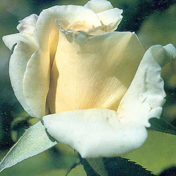 Rarest White Knight Rose Flower Seeds for Planting – Heirloom, Non-GMO, High Germination, Premium Quality