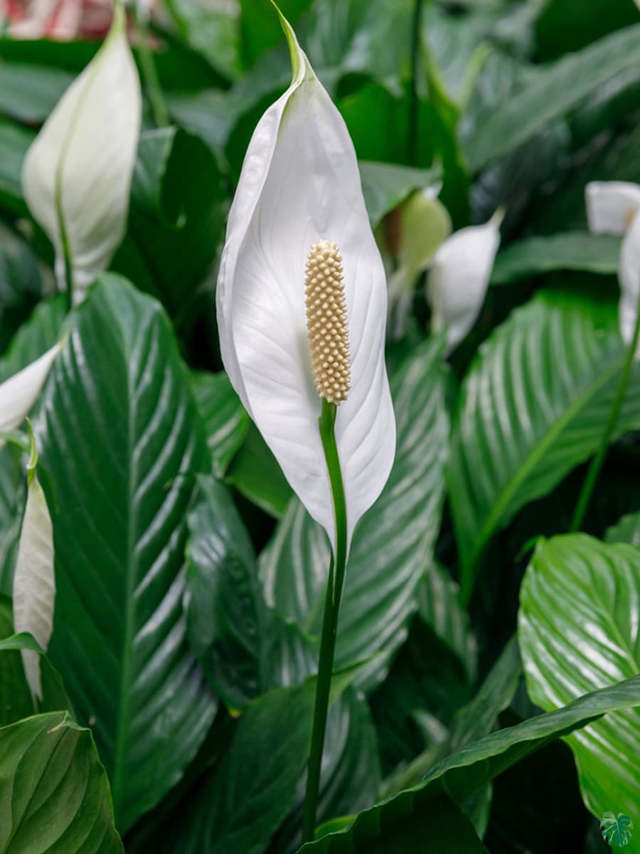 Spathiphyllum Peace Lily Flower Seeds for Planting - Pollinator Friendly, Heirloom & GMO Free Seeds for Home Garden
