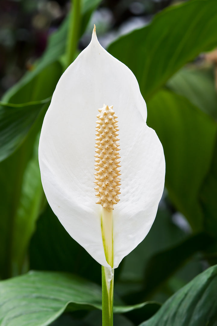 Spathiphyllum Peace Lily Flower Seeds for Planting - Pollinator Friendly, Heirloom & GMO Free Seeds for Home Garden