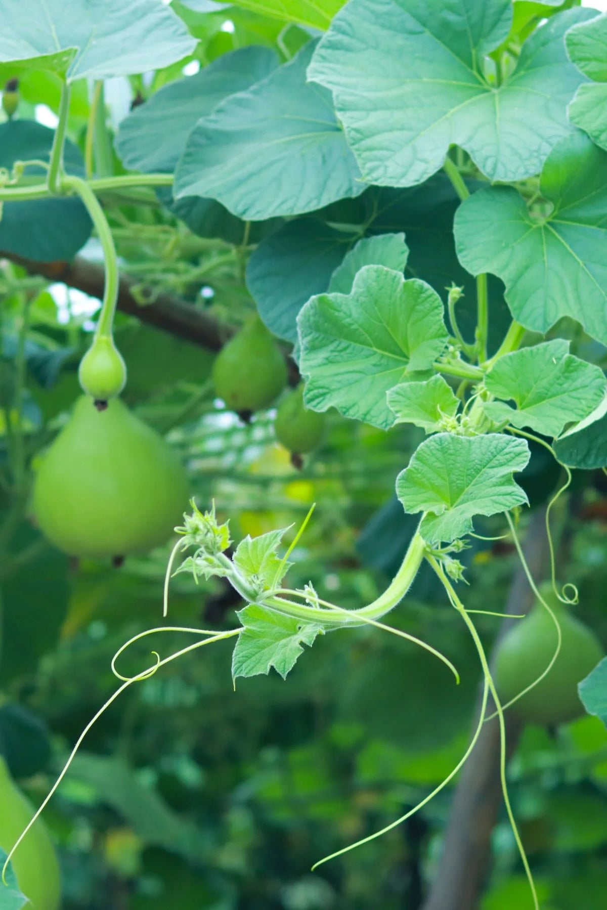 Speckled Swan Gourd Seeds for Planting – Heirloom, Non-GMO, Ornamental Vegetable – High Germination