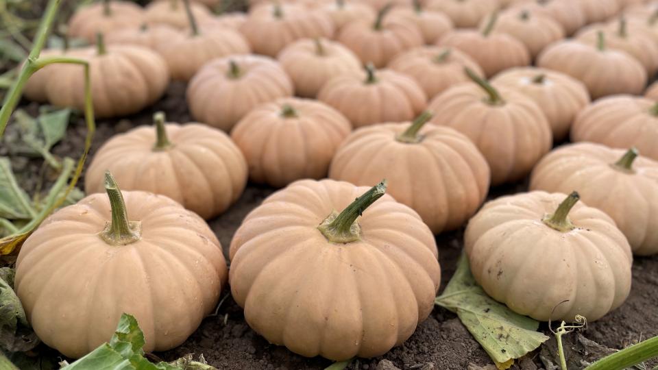 Amish Pie Squash Seeds for Planting – Heirloom, Non-GMO, Sweet Winter Vegetable – High Germination