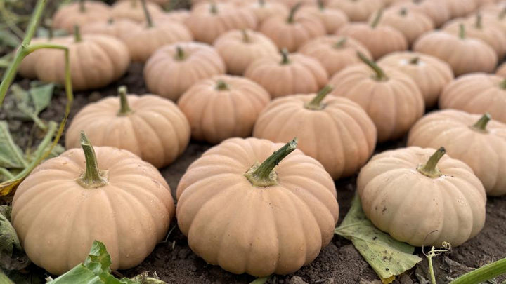 Amish Pie Squash Seeds for Planting – Heirloom, Non-GMO, Sweet Winter Vegetable – High Germination