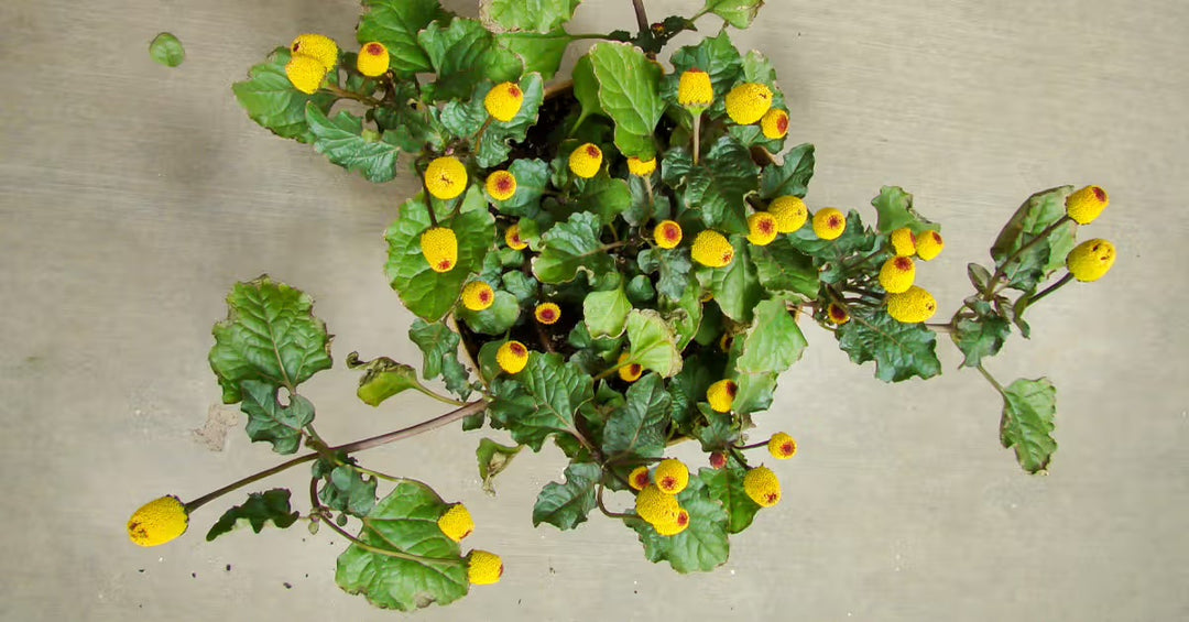 Toothache Plant Seeds – Heirloom Non-GMO Medicinal Herb Seeds for Planting, Organic Garden Seeds, High Germination