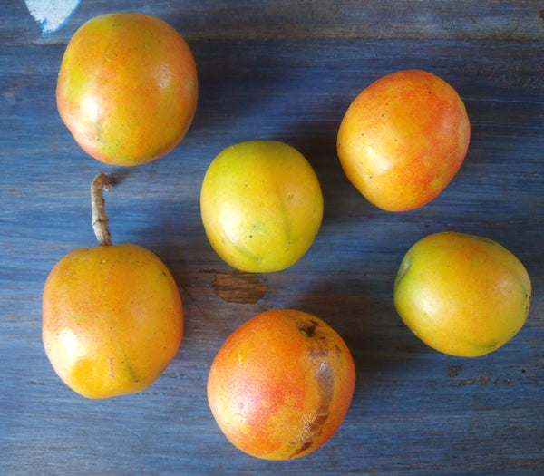 Yellow Spondias fruit seeds for planting – Heirloom & Non-GMO Garden seeds