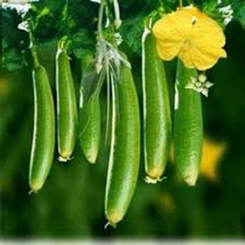 Gourd Seeds – Heirloom Non-GMO Edible and Decorative Vegetable Garden Seeds for Planting