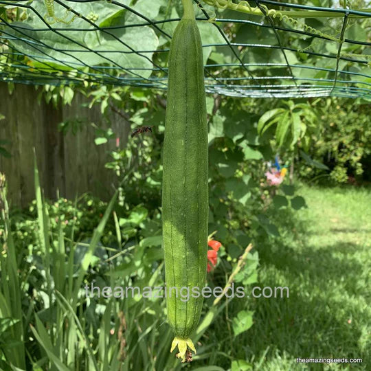 Sponge Gourd Seeds for Planting – High Yield, Fast-Germinating Vegetable Seeds
