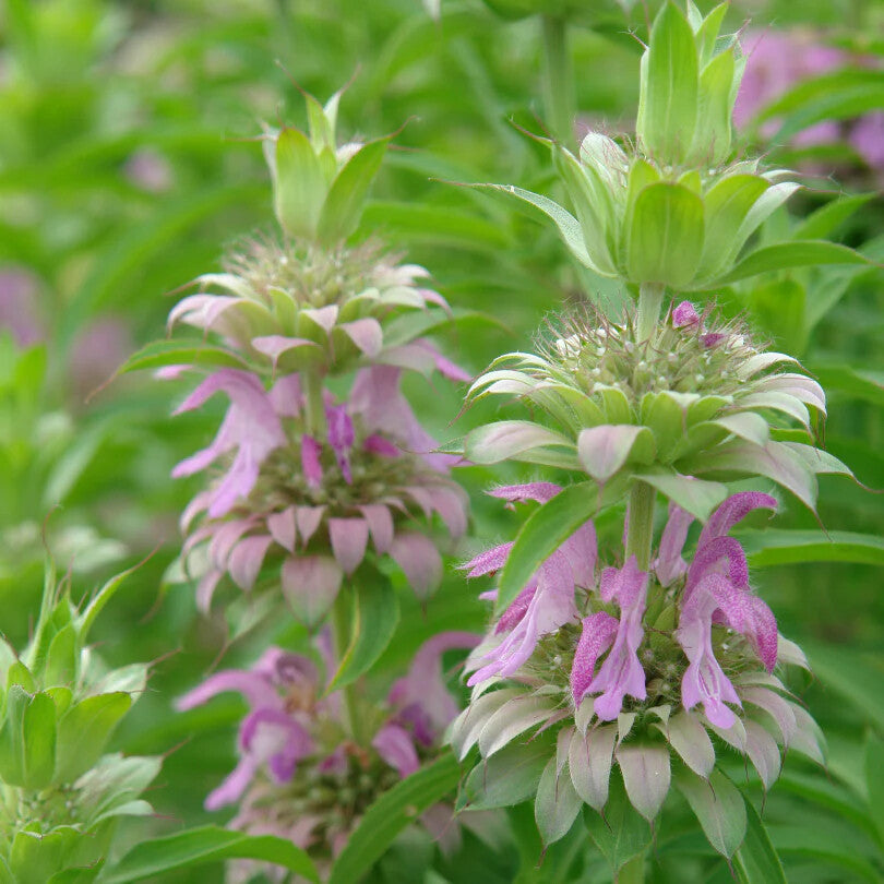 Purple Monarda Punctata Flower Seeds for Planting – Heirloom Non-GMO, High Germination Organic Garden Seeds