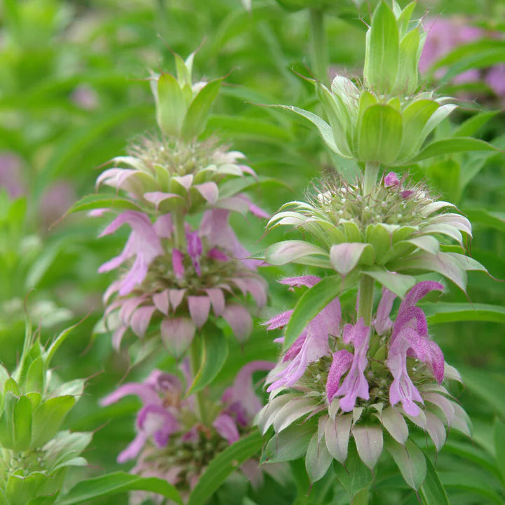 Purple Monarda Punctata Flower Seeds for Planting – Heirloom Non-GMO, High Germination Organic Garden Seeds