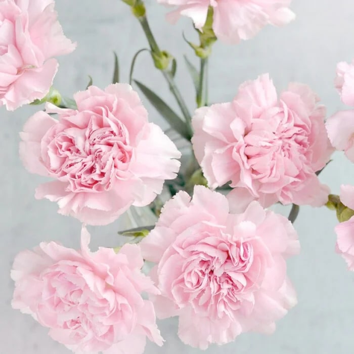 Light Pink Carnations Flower Seeds for Planting Heirloom Non-GMO High Germination Organic Garden Seeds