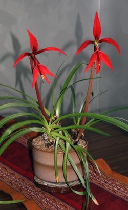 Sprekelia Flower Seeds for Planting – Heirloom Non-GMO, High Germination Organic Garden Seeds