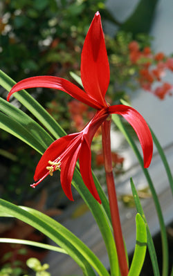 Sprekelia Flower Seeds for Planting – Heirloom Non-GMO, High Germination Organic Garden Seeds