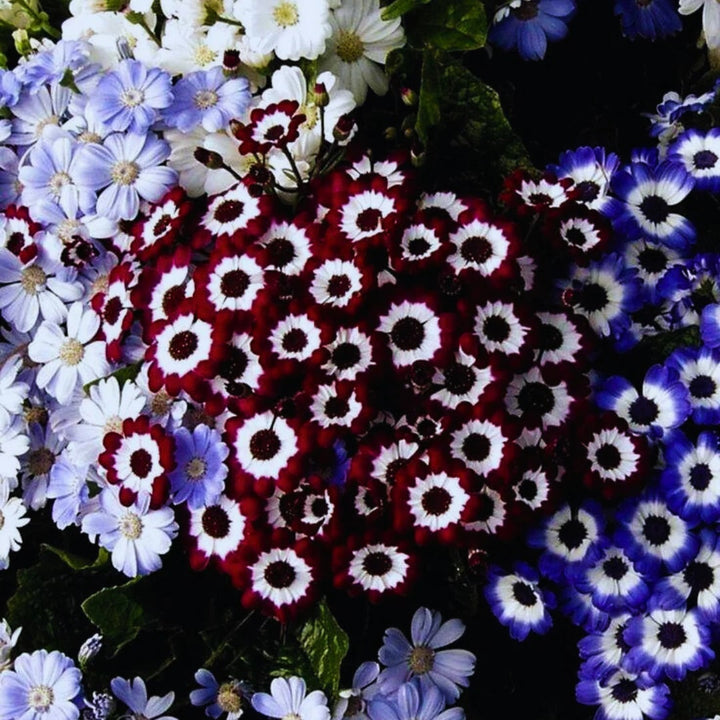 Burgundy Cineraria Flower Seeds for Planting – Heirloom, Non-GMO, High Germination Organic Garden Seeds for Shade-Loving Blooms