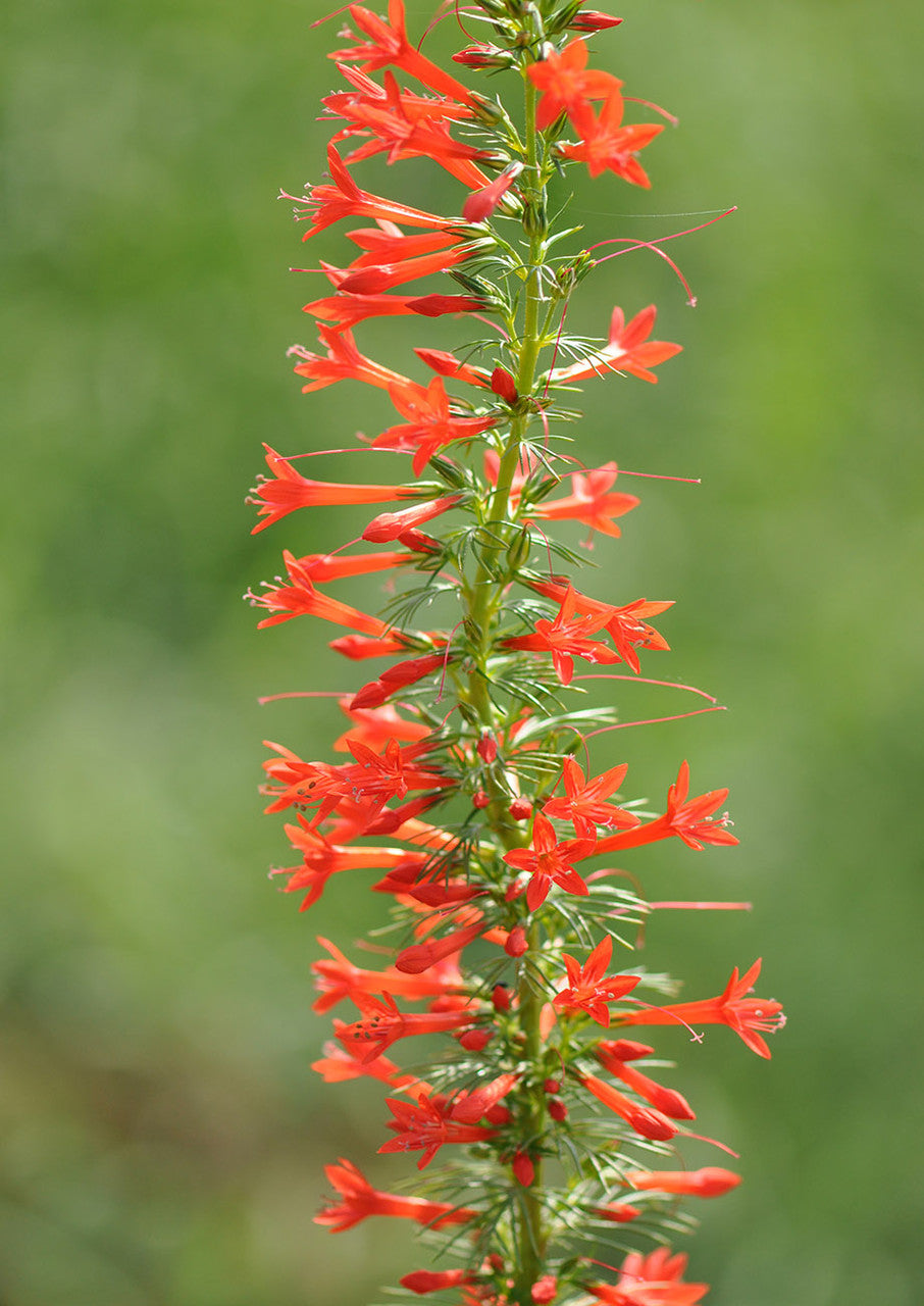 Standing Cypress Flower seeds for Planting - Cottage Garden Essential, Heirloom &amp; GMO Free Seeds for Home Garden Non-GMO