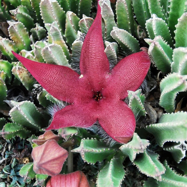 Green Stapelia Flower Seeds for Planting – Heirloom & Non-GMO Garden Seeds