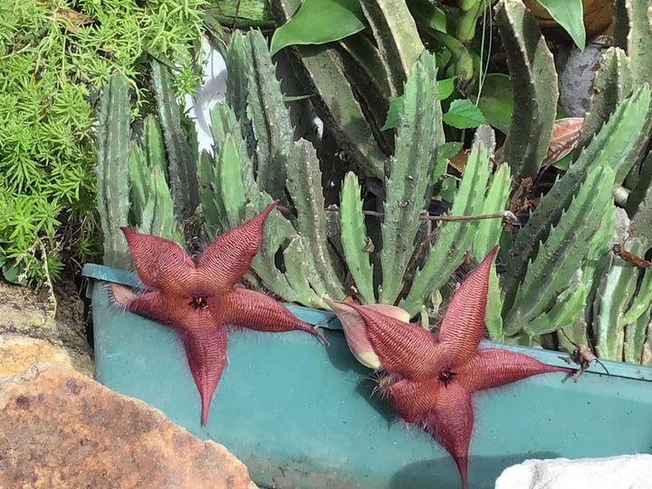 Burgundy Stapelia Seeds for Planting – Heirloom, Non-GMO, Fragrant Blossoms, High Germination
