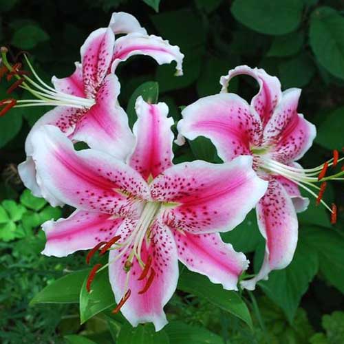 White Pink Lilium Flower Seeds for Planting – Heirloom Non-GMO High Germination