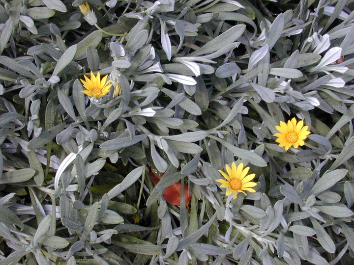 Gray Gazania Flower Seeds for Planting – Heirloom Non-GMO, High Germination Organic Garden Seeds