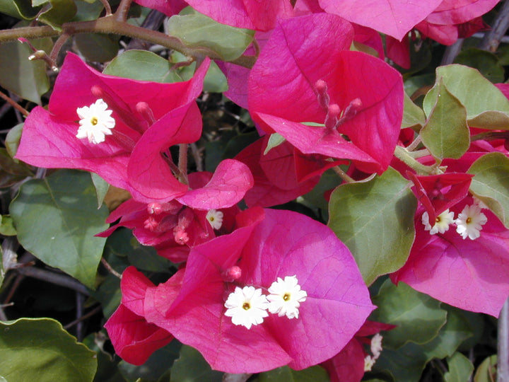 Bougainvillea Spectabilis Flower Seeds for Planting – Heirloom, Non-GMO, High Germination