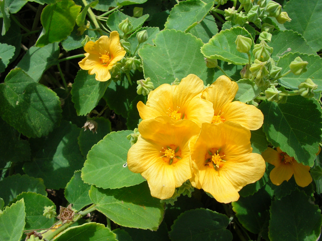 Cordifolia Flower Seeds for Planting – Heirloom Non-GMO, High Germination Organic Garden Seeds