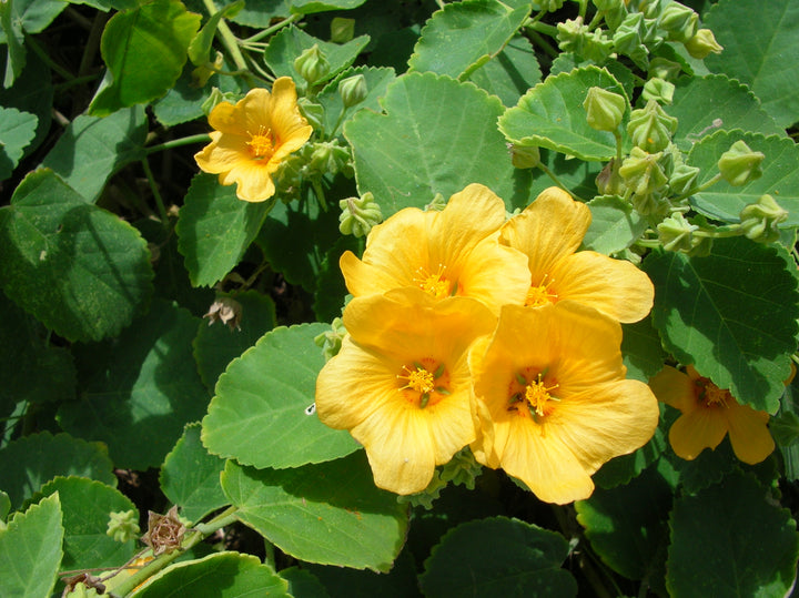 Cordifolia Flower Seeds for Planting – Heirloom Non-GMO, High Germination Organic Garden Seeds
