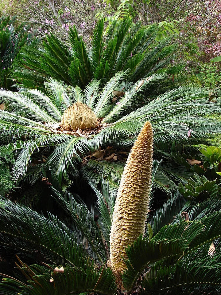 Cycas Flower Seeds for Planting – Premium Heirloom Non-GMO, High Germination Organic Garden Seeds